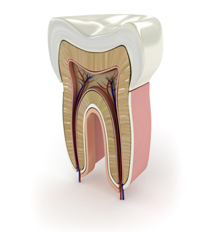 endodoncija